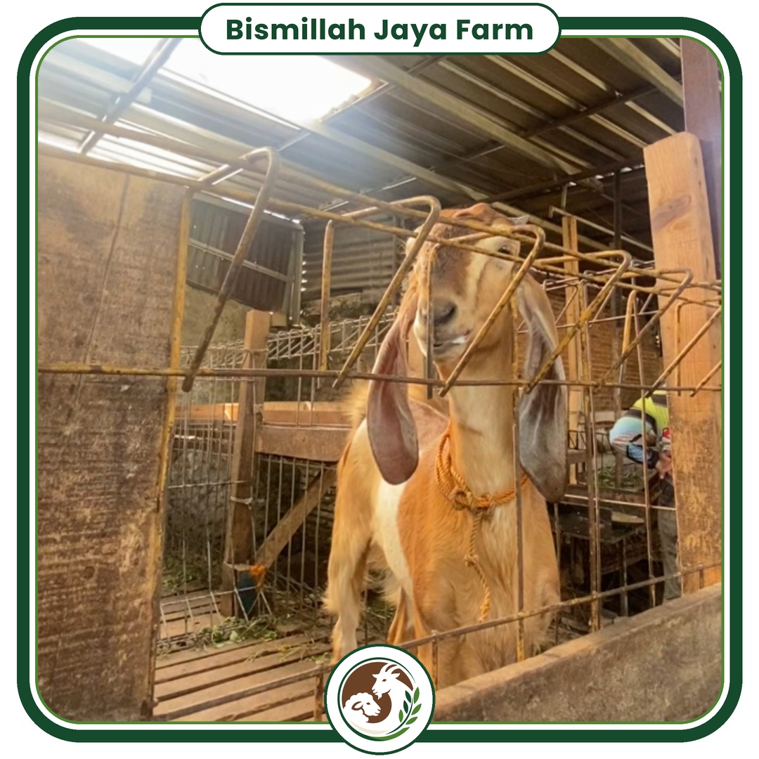 Dokumentasi ternak Bismillah Jaya Farm 3